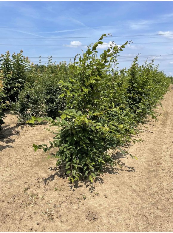 Hainbuche - Weißbuche - Mehrstämmig | Carpinus betulus Hainbuche - Weißbuche - Mehrstämmig | Carpinus betulus