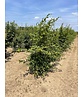 Hainbuche Mehrstämmig | Carpinus betulus