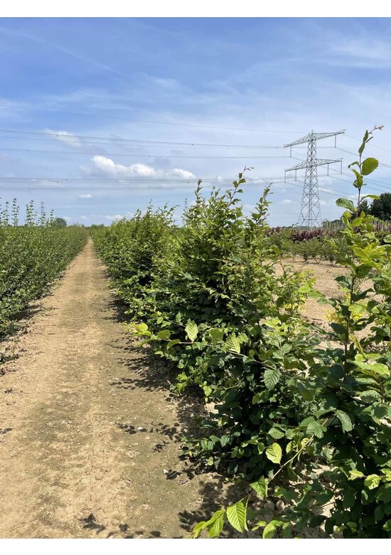 Hainbuche Mehrstämmig | Carpinus betulus