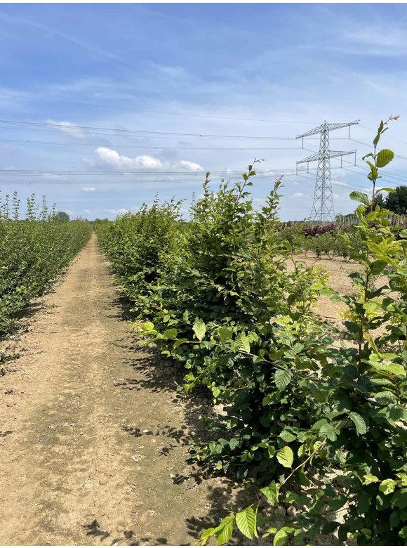 Hainbuche - Weißbuche - Mehrstämmig | Carpinus betulus Hainbuche - Weißbuche - Mehrstämmig | Carpinus betulus