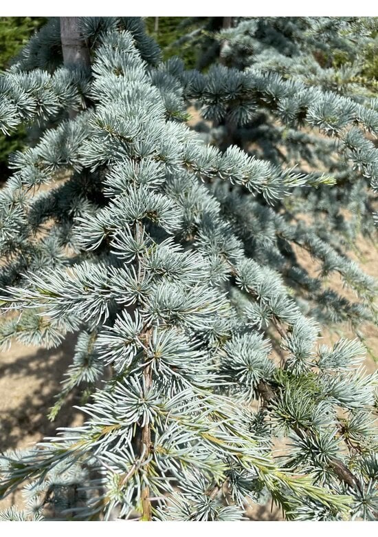 Blaue Atlaszeder 'Glauca' | Cedrus libani 'Glauca'
