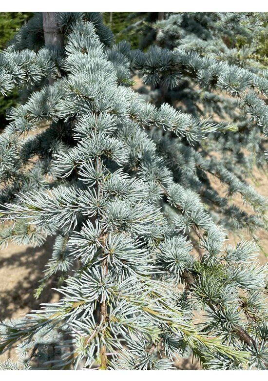 Blaue Atlaszeder 'Glauca' | Cedrus libani 'Glauca'