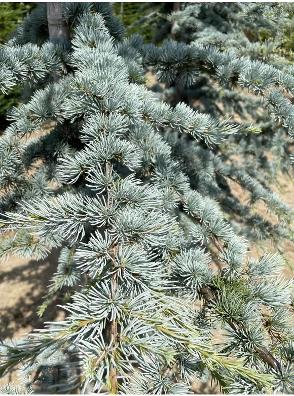 Blaue Atlaszeder 'Glauca' | Cedrus libani 'Glauca' Blaue Atlaszeder 'Glauca' | Cedrus libani 'Glauca'