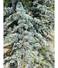 Blaue Atlaszeder 'Glauca' | Cedrus libani 'Glauca'