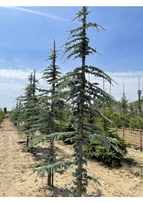 Blaue Atlaszeder 'Glauca' | Cedrus libani 'Glauca'