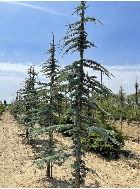 Blaue Atlaszeder 'Glauca' | Cedrus libani 'Glauca' Blaue Atlaszeder 'Glauca' | Cedrus libani 'Glauca'
