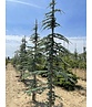 Blaue Atlaszeder 'Glauca' | Cedrus libani 'Glauca'