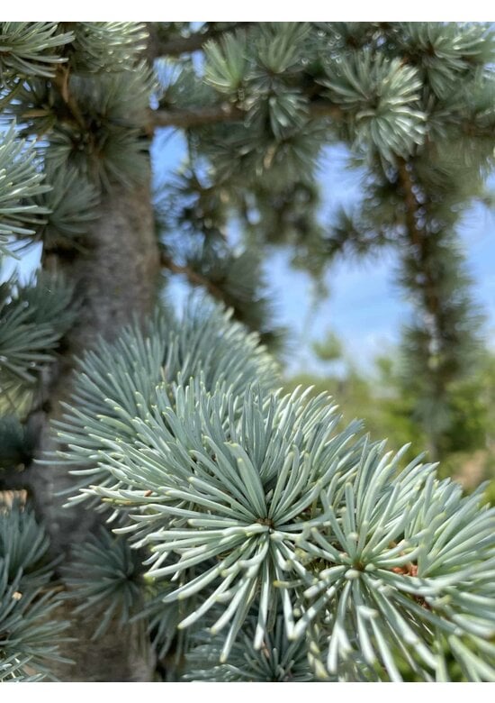 Blaue Atlaszeder 'Glauca' | Cedrus libani 'Glauca'
