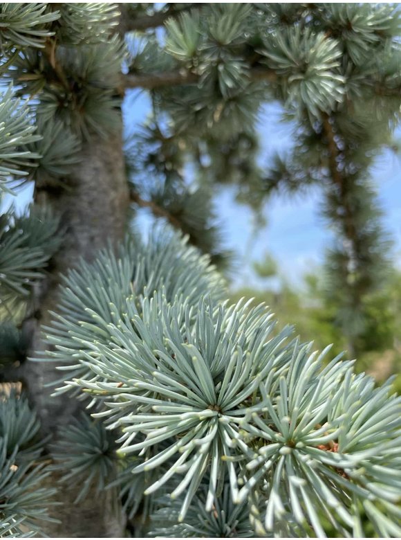 Blaue Atlaszeder 'Glauca' | Cedrus libani 'Glauca' Blaue Atlaszeder 'Glauca' | Cedrus libani 'Glauca'