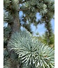 Blaue Atlaszeder 'Glauca' | Cedrus libani 'Glauca'