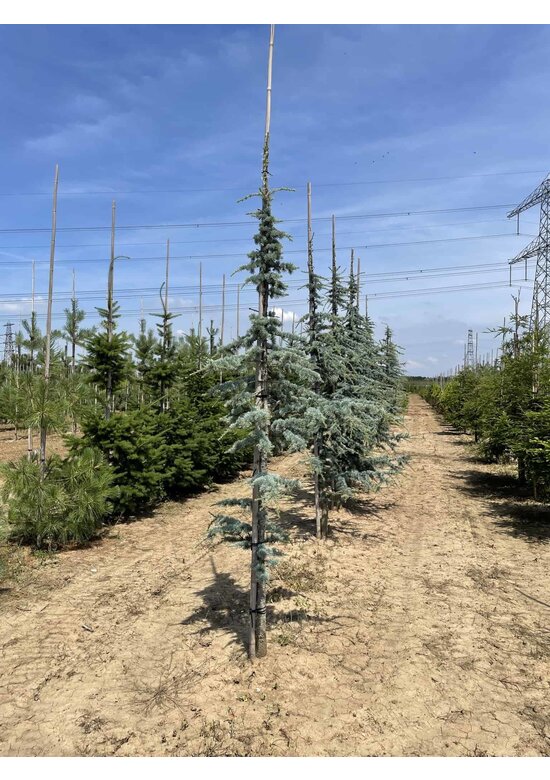 Blaue Atlaszeder 'Glauca' | Cedrus libani 'Glauca'
