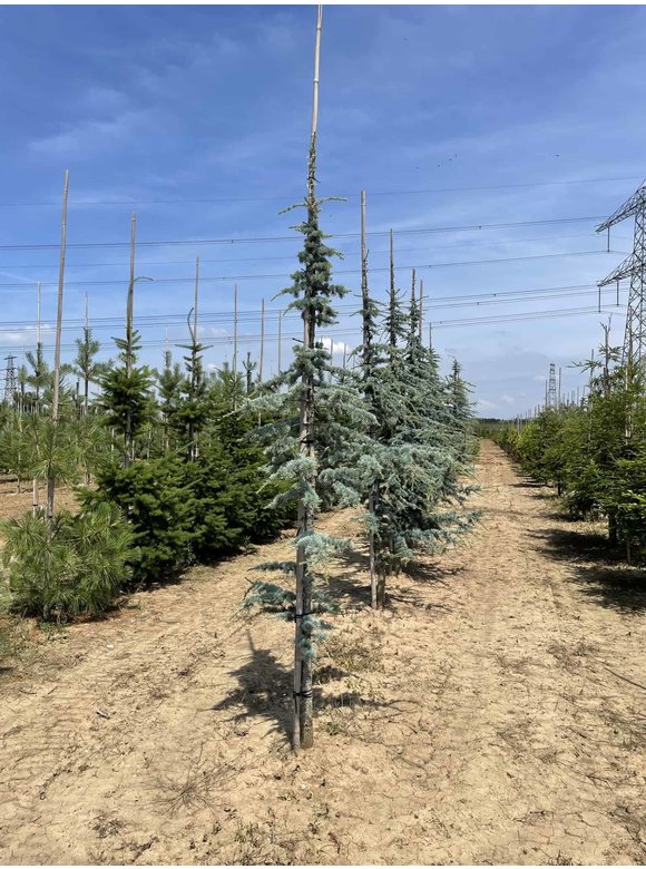 Blaue Atlaszeder 'Glauca' | Cedrus libani 'Glauca' Blaue Atlaszeder 'Glauca' | Cedrus libani 'Glauca'