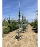 Blaue Atlaszeder 'Glauca' | Cedrus libani 'Glauca'