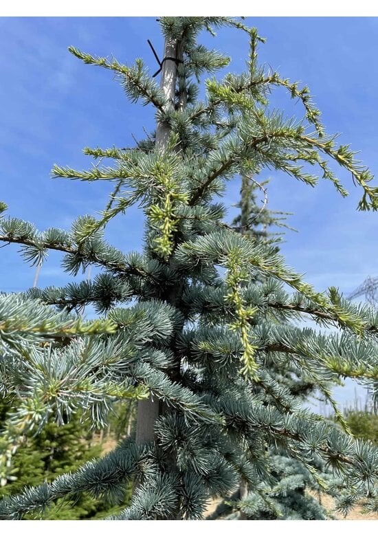 Blaue Atlaszeder 'Glauca' | Cedrus libani 'Glauca'