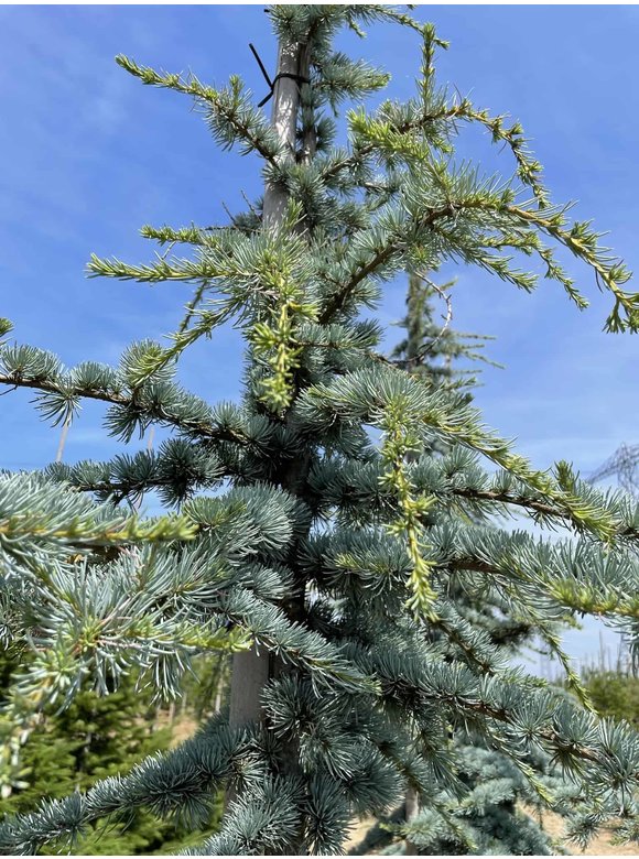 Blaue Atlaszeder 'Glauca' | Cedrus libani 'Glauca' Blaue Atlaszeder 'Glauca' | Cedrus libani 'Glauca'
