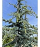 Blaue Atlaszeder 'Glauca' | Cedrus libani 'Glauca'