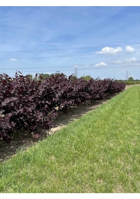 Kanadischer Judasbaum 'Forest Pansy' - Mehrstämmig | Cercis canadensis 'Forest Pansy'