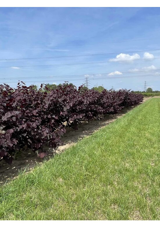 Kanadischer Judasbaum 'Forest Pansy' - Mehrstämmig | Cercis canadensis 'Forest Pansy'