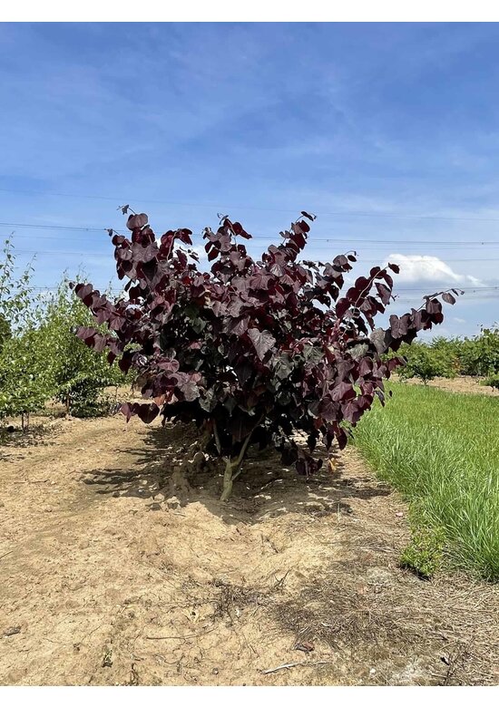 Kanadischer Judasbaum 'Forest Pansy' - Mehrstämmig | Cercis canadensis 'Forest Pansy'