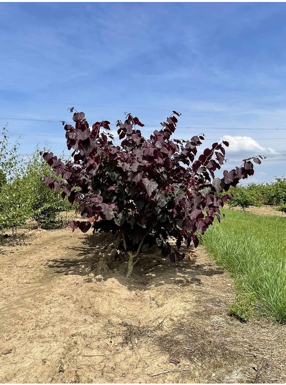 Kanadischer Judasbaum 'Forest Pansy' - Mehrstämmig | Cercis canadensis 'Forest Pansy' Kanadischer Judasbaum 'Forest Pansy' - Mehrstämmig | Cercis canadensis 'Forest Pansy'
