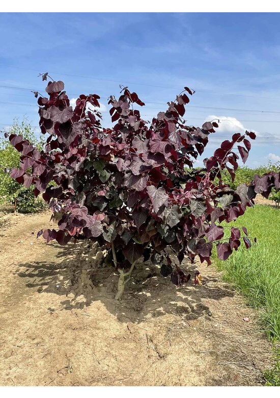 Kanadischer Judasbaum 'Forest Pansy' - Mehrstämmig | Cercis canadensis 'Forest Pansy'