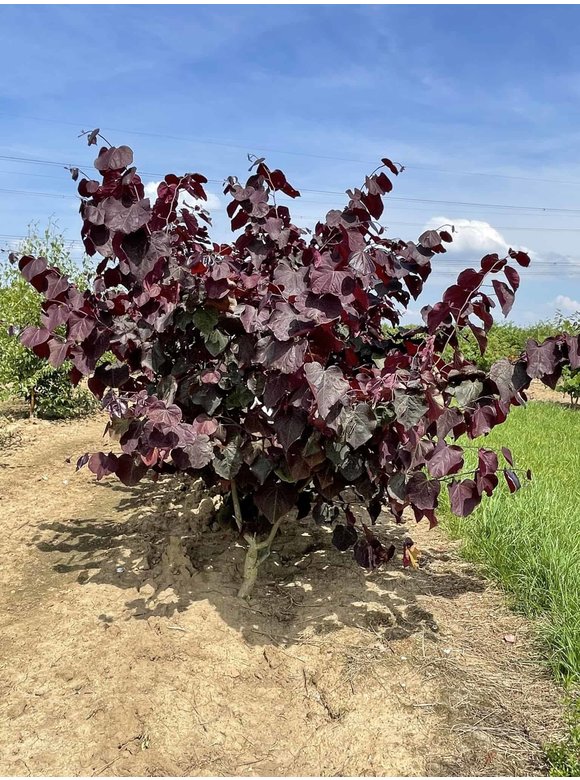 Kanadischer Judasbaum 'Forest Pansy' - Mehrstämmig | Cercis canadensis 'Forest Pansy' Kanadischer Judasbaum 'Forest Pansy' - Mehrstämmig | Cercis canadensis 'Forest Pansy'