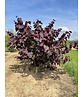 Kanadischer Judasbaum 'Forest Pansy' - Mehrstämmig | Cercis canadensis 'Forest Pansy'