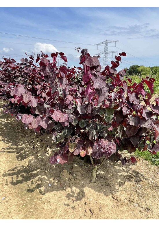 Kanadischer Judasbaum 'Forest Pansy' - Mehrstämmig | Cercis canadensis 'Forest Pansy'