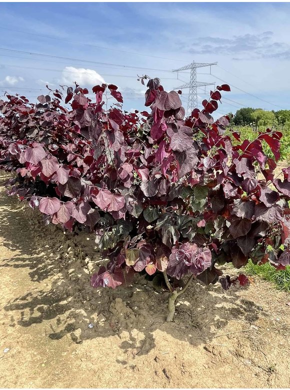 Kanadischer Judasbaum 'Forest Pansy' - Mehrstämmig | Cercis canadensis 'Forest Pansy' Kanadischer Judasbaum 'Forest Pansy' - Mehrstämmig | Cercis canadensis 'Forest Pansy'