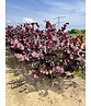 Kanadischer Judasbaum 'Forest Pansy' - Mehrstämmig | Cercis canadensis 'Forest Pansy'