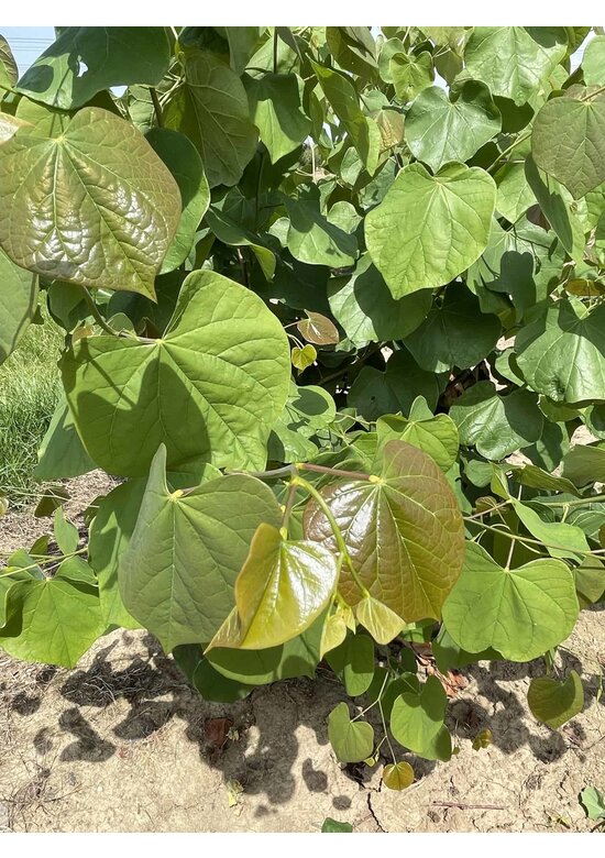 Kanadischer Judasbaum - Mehrstämmig | Cercis canadensis