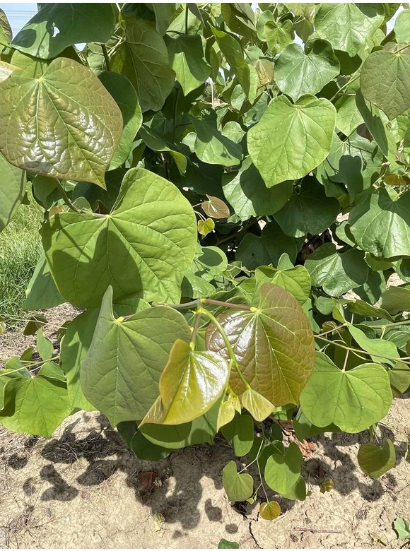 Kanadischer Judasbaum - Mehrstämmig | Cercis canadensis Kanadischer Judasbaum - Mehrstämmig | Cercis canadensis