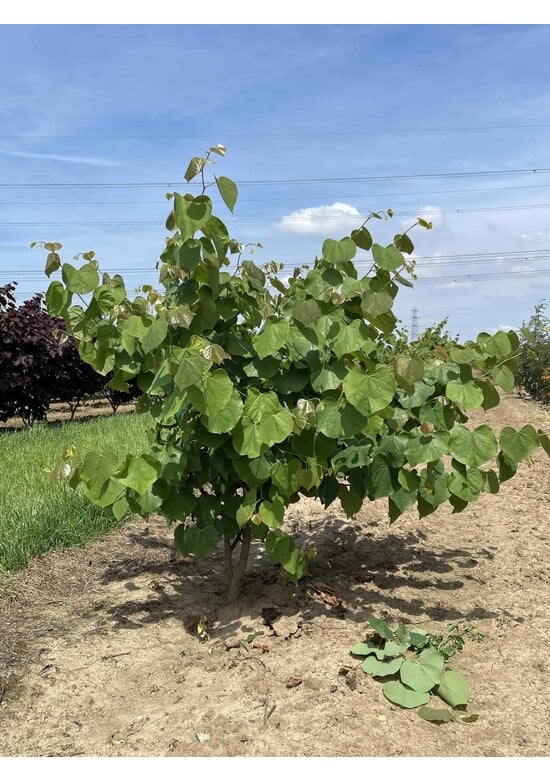 Kanadischer Judasbaum - Mehrstämmig | Cercis canadensis