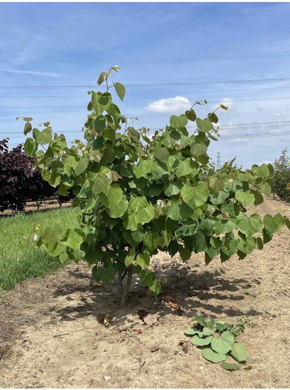 Kanadischer Judasbaum - Mehrstämmig | Cercis canadensis Kanadischer Judasbaum - Mehrstämmig | Cercis canadensis