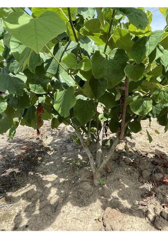 Kanadischer Judasbaum - Mehrstämmig | Cercis canadensis