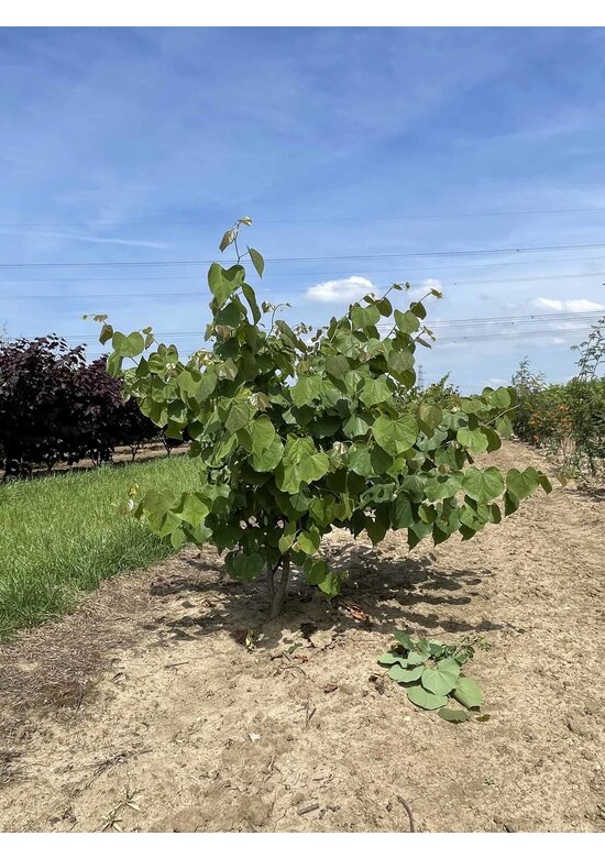 Kanadischer Judasbaum - Mehrstämmig | Cercis canadensis