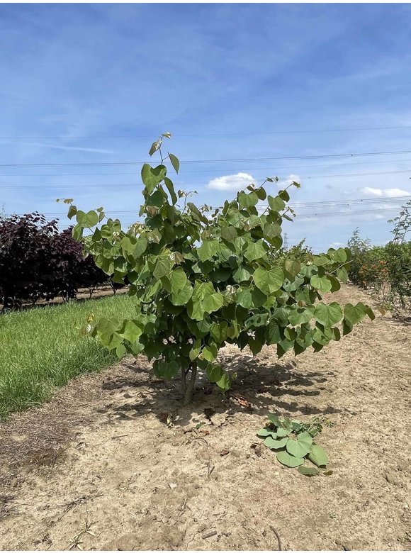Kanadischer Judasbaum - Mehrstämmig | Cercis canadensis Kanadischer Judasbaum - Mehrstämmig | Cercis canadensis