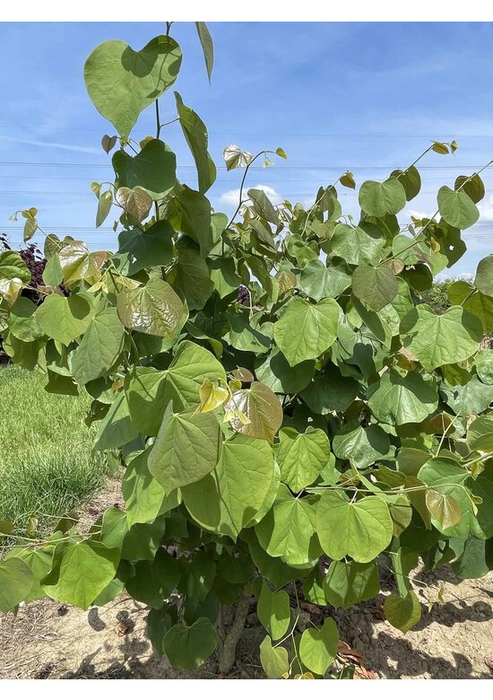 Kanadischer Judasbaum - Mehrstämmig | Cercis canadensis