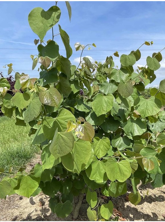 Kanadischer Judasbaum - Mehrstämmig | Cercis canadensis Kanadischer Judasbaum - Mehrstämmig | Cercis canadensis