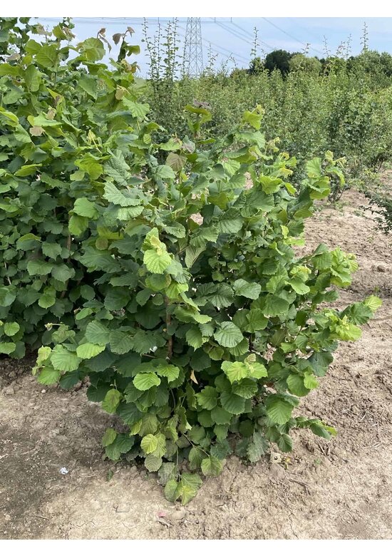 Haselnuss-Strauch | Corylus avellana