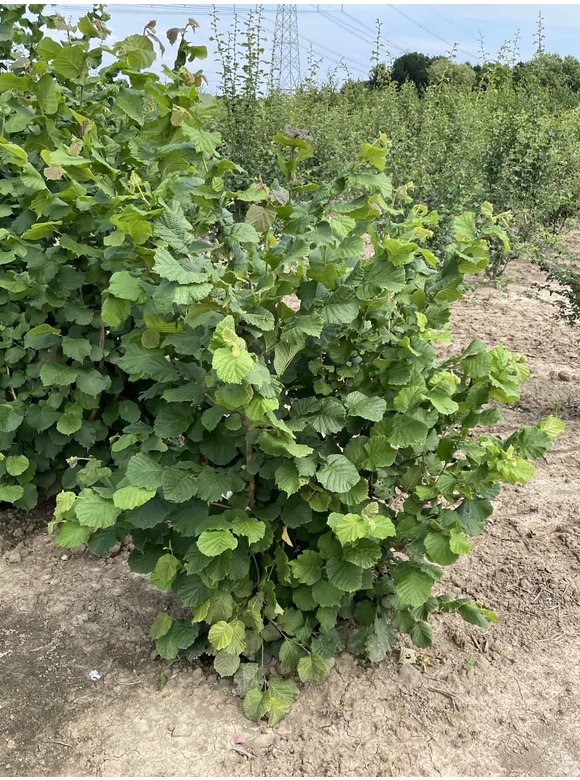 Haselnuss-Strauch | Corylus avellana Haselnuss-Strauch | Corylus avellana