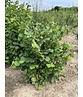 Haselnuss-Strauch | Corylus avellana