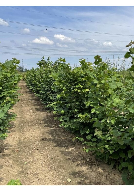 Haselnussstrauch | Corylus avellana