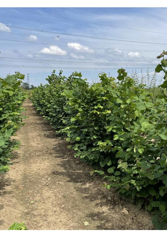 Haselnussstrauch | Corylus avellana