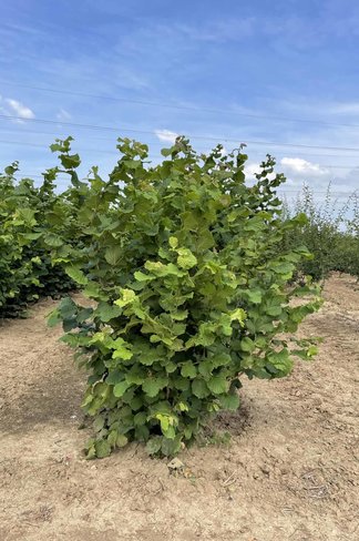 Haselnuss-Strauch | Corylus avellana Haselnuss-Strauch | Corylus avellana