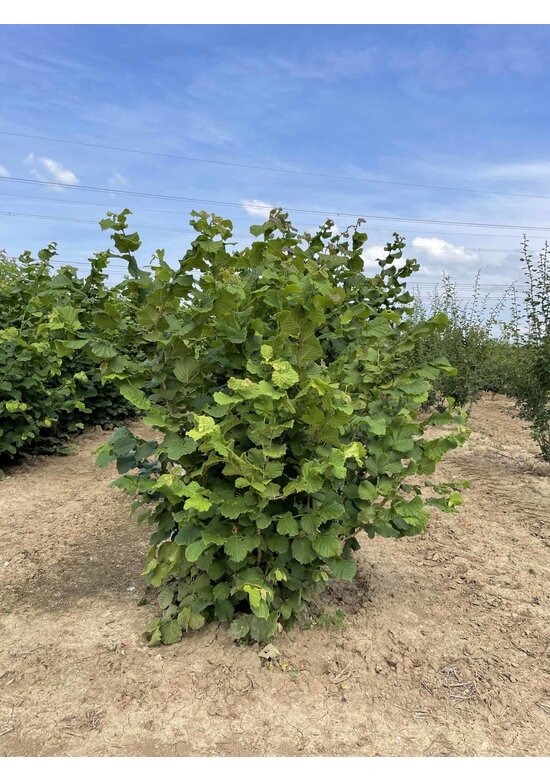 Haselnuss-Strauch | Corylus avellana