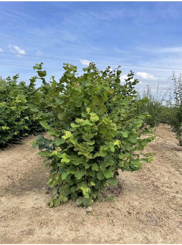 Haselnuss-Strauch | Corylus avellana Haselnuss-Strauch | Corylus avellana