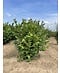 Venovi GmbH Haselnuss-Strauch | Corylus avellana