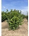 Venovi GmbH Haselnussstrauch | Corylus avellana