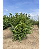 Haselnuss-Strauch | Corylus avellana